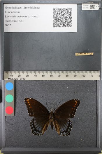 Media type: image;   Entomology 141854